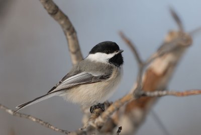 DSC_2148.jpg
