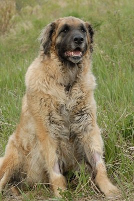 Leonberger Quintus,