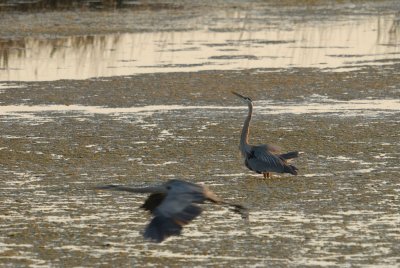 Herons, Bitterns, and Cranes