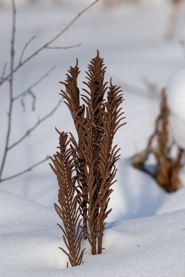 DSC_3004.jpg