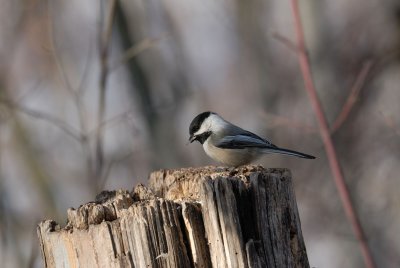 DSC_3558.jpg