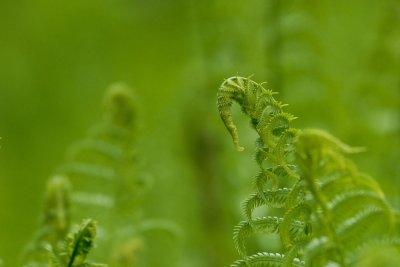 DSC_6377.jpg