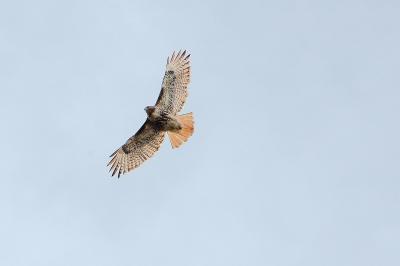 DSC_0472.jpg