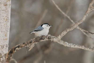 DSC_7337.jpg