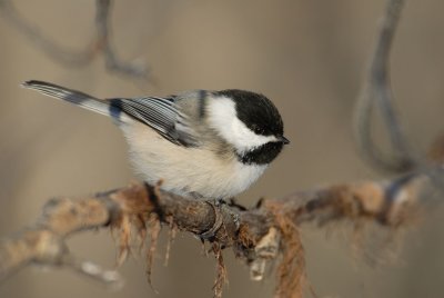 DSC_7377.jpg