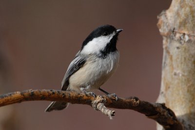 DSC_9292.jpg