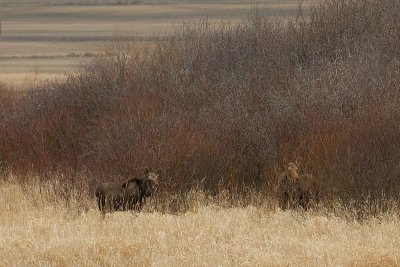 DSC_0069c.jpg