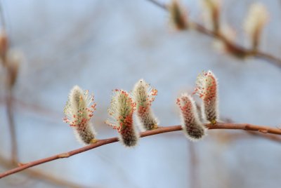DSC_0092.jpg