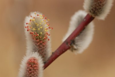 DSC_9924.jpg