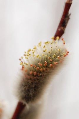 DSC_9927.jpg