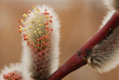 Plants