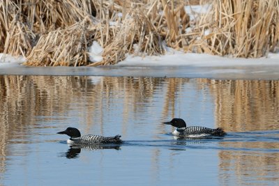 Kingfisher and Loons