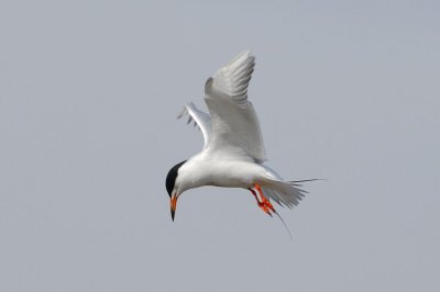 DSC_1099.jpg