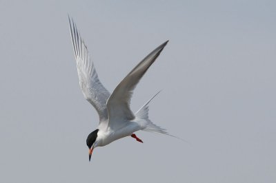 DSC_1102.jpg