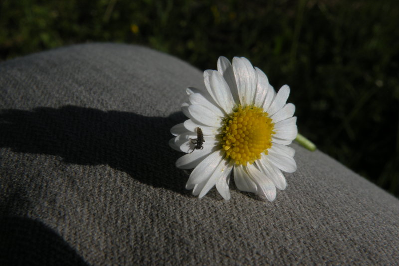 daisies, pquerettes, GnseblmchenDSCN1174.JPG