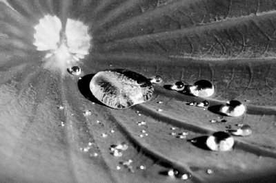 Blatt mit Tropfen.jpg