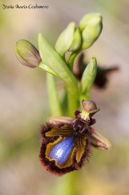 Ophrys Sp.