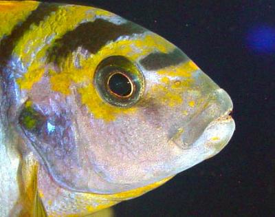 Labidochromis sp. Hongi Super Red-Top