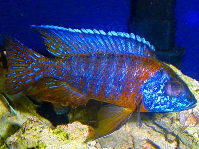 Aulonocara sp. (Rubesens)