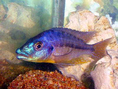 Protomelas ornatus