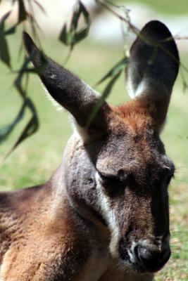 Marsupials