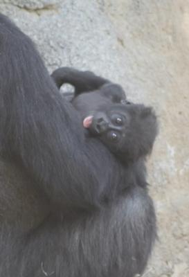 g3/02/463902/3/58661522.GorillaMommaandbaby3.jpg