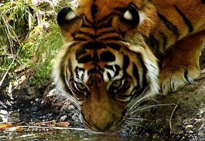 tiger