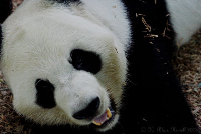 Ailuridae - Pandas