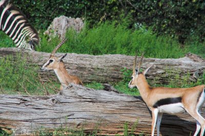 Ungulates - Hooved Animals