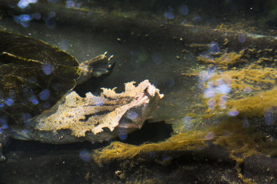 reptiles