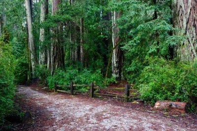 Trail of the Redwoods