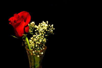 Rose is a rose is a rose is a rose. - Gertrude Stein