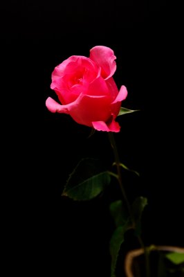 A single rose can be my garden, a single friend my world. - Leo Buscaglia 