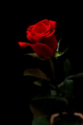 He who wants a rose must respect the thorn. -Persian Proverb