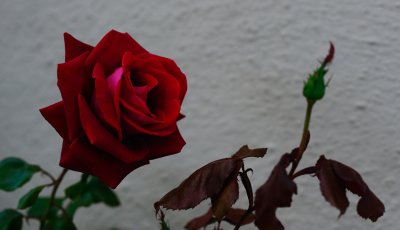 WHICH IS LOVELIEST IN A ROSE? ITS COY BEAUTY WHEN IT'S BUDDING, OR ITS BEAUTY WHEN IT BLOOMS? - GEORGE BARLOW
