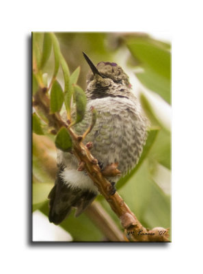 Hummer in a Bottlebrush Tree