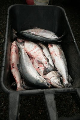 Fish in the wheel barrow
