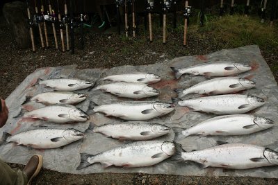 Most of the days catch of silvers