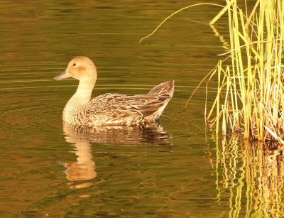 A duck