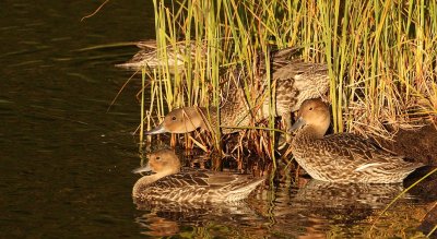 Several ducks