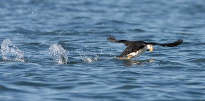 A horned puffin beating a hasty escape