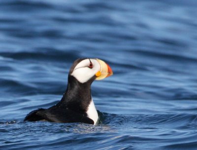 A horned puffin
