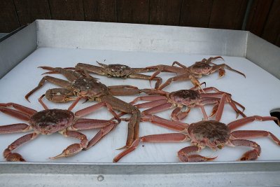 6 fresh bairdi crabs .... AKA .... DINNER ... poor crabs