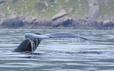 a whale tail