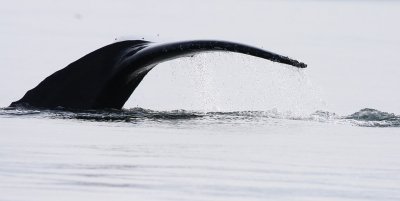 another whale tail