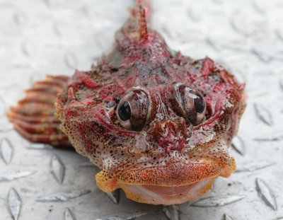 a sculpin
