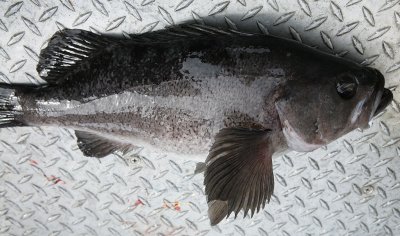 a rock fish