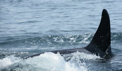 the orca's came up about 10 feet from the boat one time