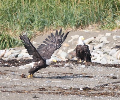 A couple of eagles