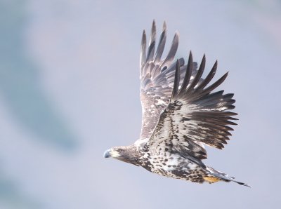 an immature eagle